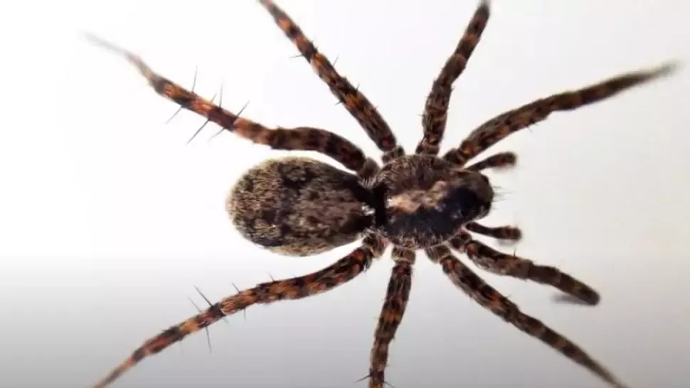 VIDEO Gusturile păianjenilor din Arctica s-au schimbat! Au devenit canibali din cauza încălzirii globale