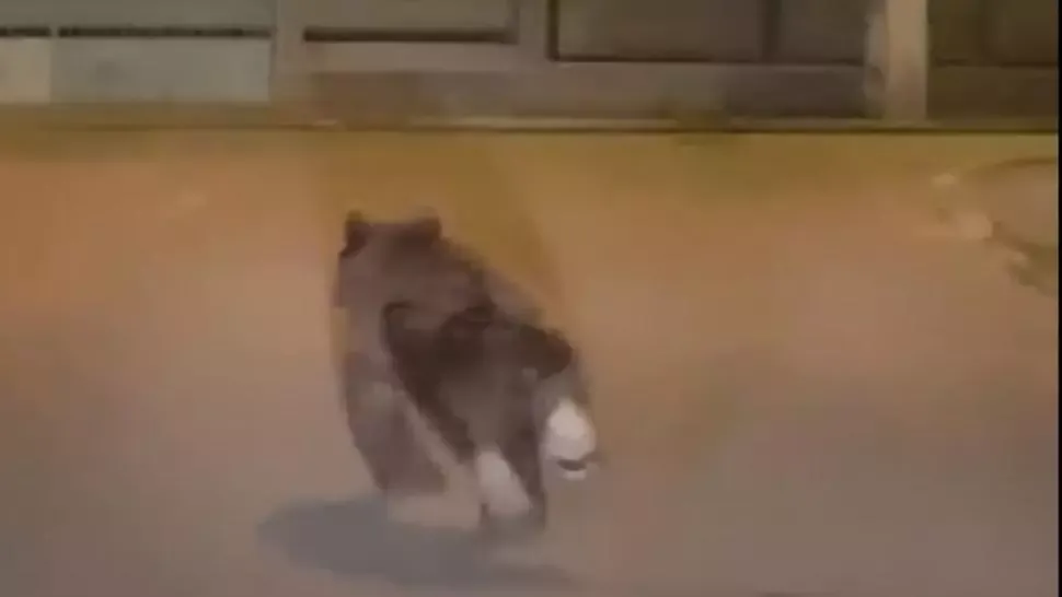 Puiul de urs care se plimbă de două zile pe străzile din Câmpia Turzii nu a fost prins