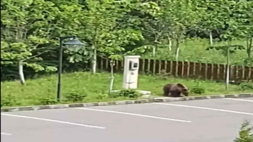 Filmarea cu un urs în parcarea unui hotel din Voineşti-Covasna a devenit virală pe Facebook