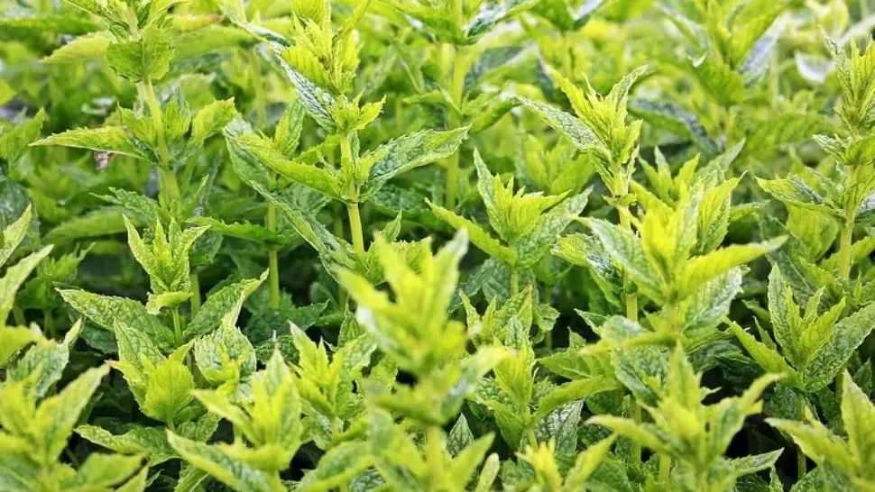 Singura plantă care îţi taie pofta de mâncare. Ar trebui inclusă în orice dietă