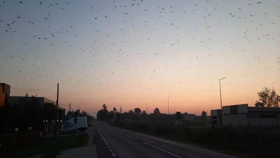 VIDEO: Stol de sute de mii de ciori, filmat la Craiova