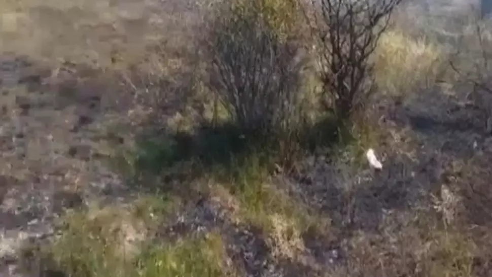 Incendiu de vegetație în județul Argeș
