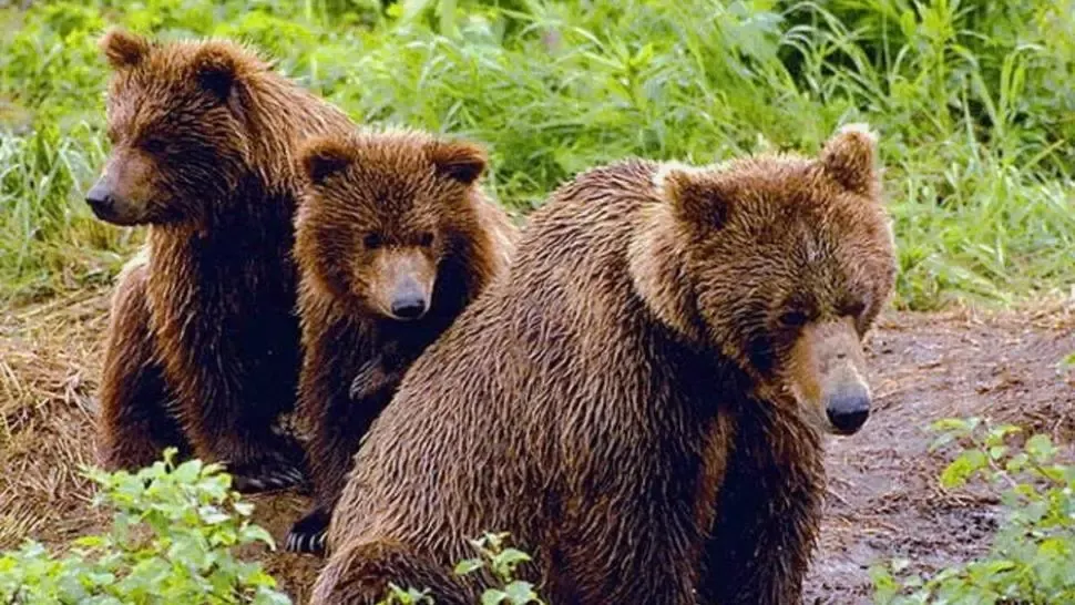 Decizie fără precedent: Autoritățile harghitene cer undă verde pentru a împușca urșii care ajung în oraș