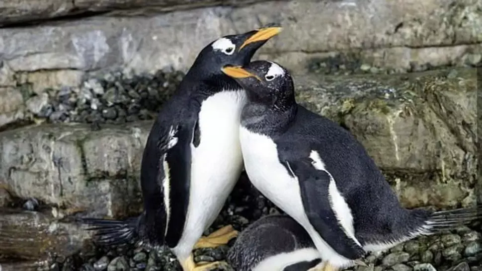  Situație inedită la Acvariul Oceanografic din Valencia: doi pinguini de același sex au devenit părinți prin adopția unui ou