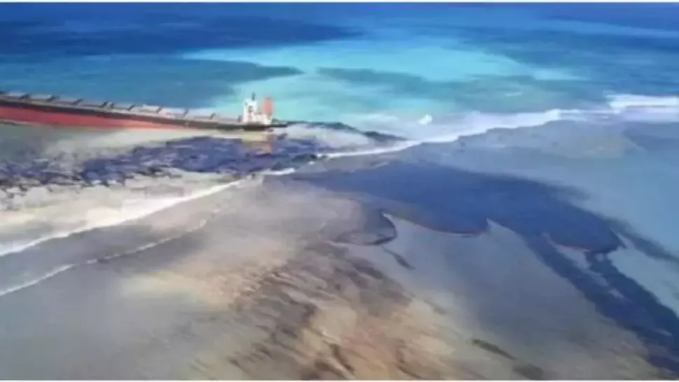 Cel puțin 40 de delfini morți în urma dezastrului ecologic din insulele Mauritius