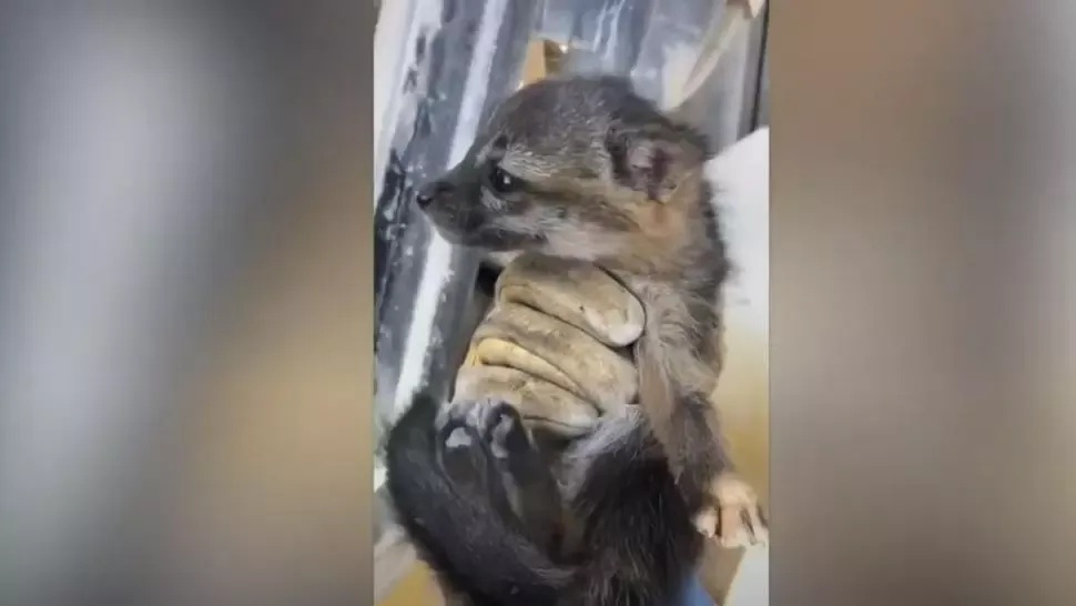 VIDEO - Credea că e un pui de câine, dar după câteva săptămâni a avut șocul vieții