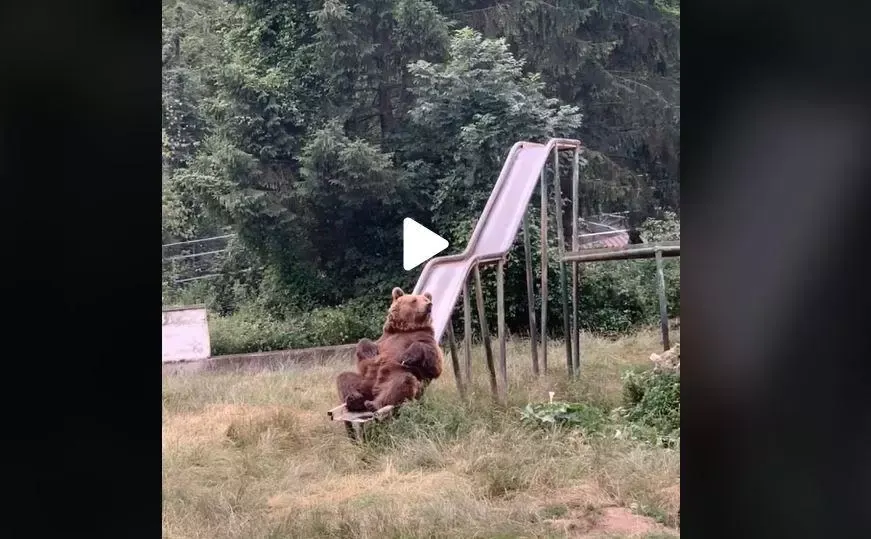 VIDEO - Imagini haioase cu urși care se dau în tobogan exact ca niște copii