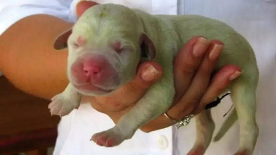 Adorabil! Un cățeluș cu blană VERDE s-a născut în Sardinia. Explicația cercetătorilor 