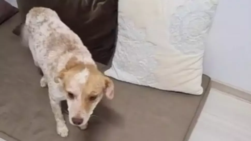 Cățelușul incendiat de niște copii a fost salvat! Poliția a deschis dosar penal pentru rănirea și schingiuirea animalelor