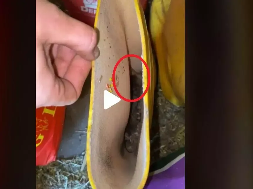 VIDEO – A vrut să-și pună cizmele de ploaie, însă s-a îngrozit când a văzut ce e înăuntru