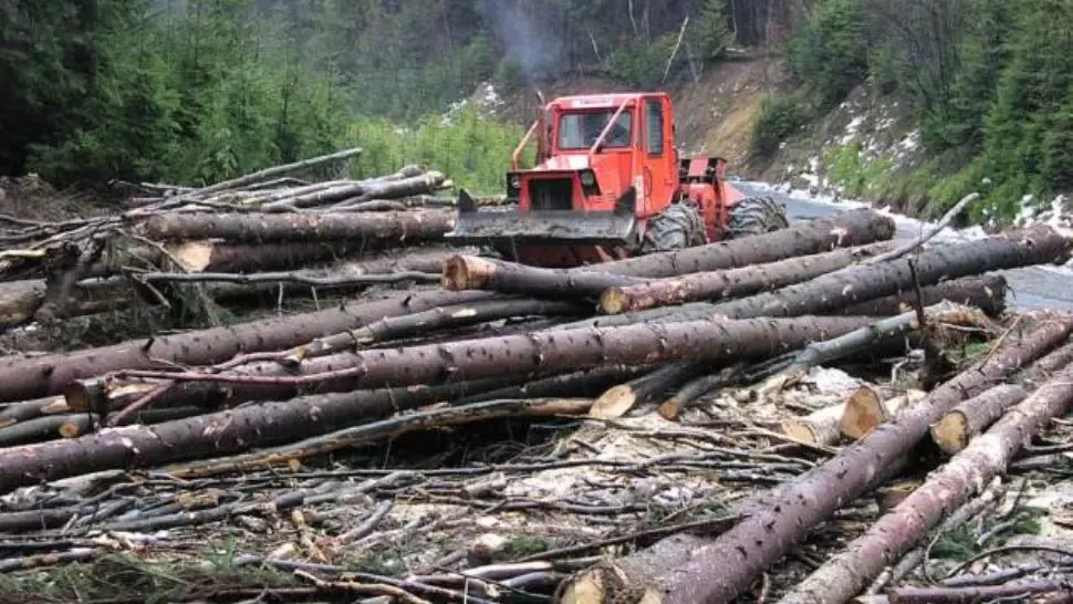  VIDEO/ Percheziții de amploare la toporatorii din Vrancea. Sunt vizați tăietorii din Negrilești, Năruja și Nereju