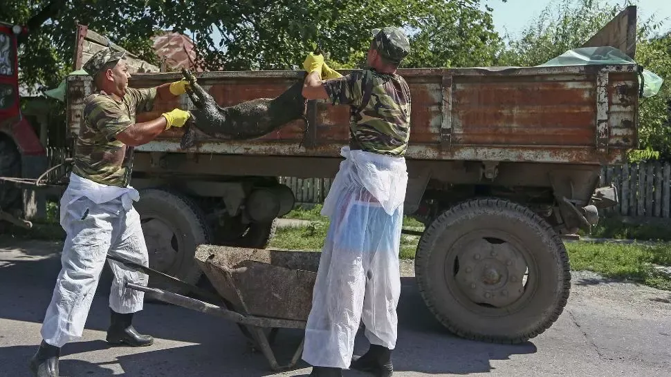 România încă se luptă cu pesta porcină africană. Peste 400 de focare sunt active în 36 de județe