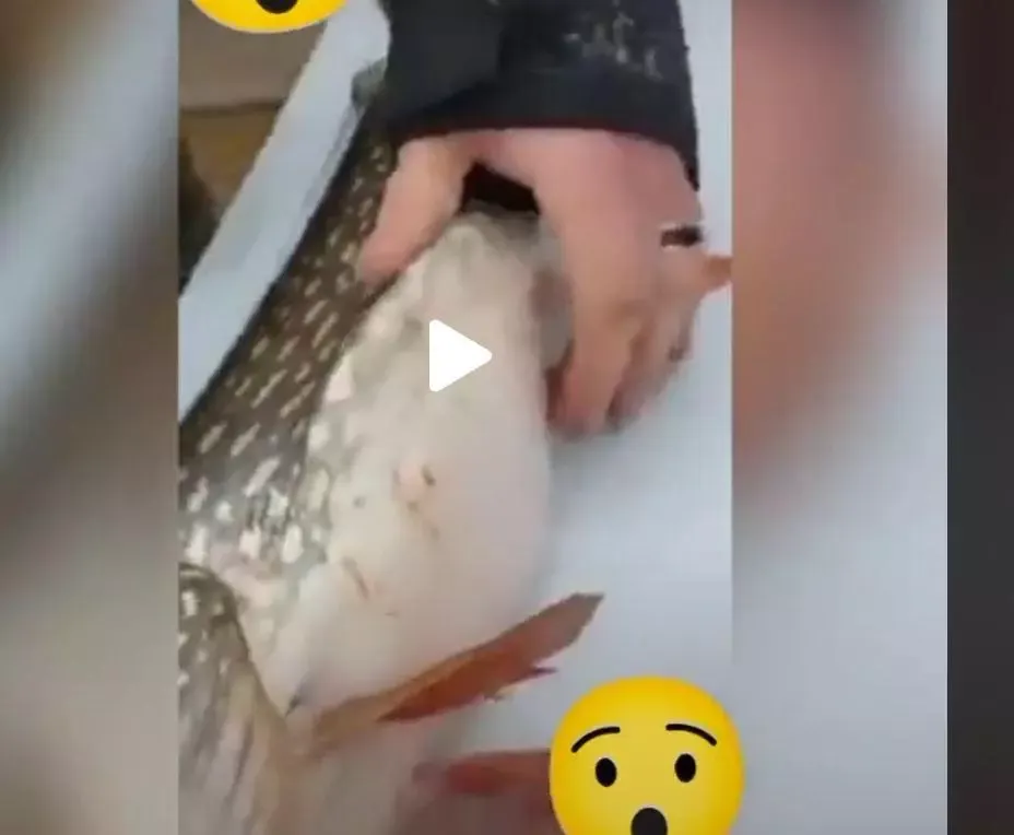 VIDEO – Pescarii au obsevat ceva suspect în burtă unui pește – Când l-au despicat, au rămas uimiți – Încă mișca