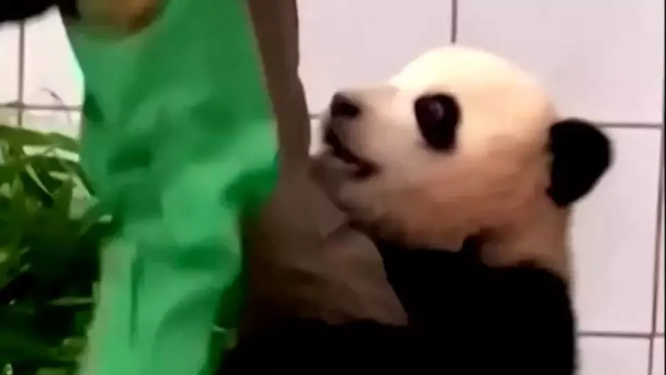 VIDEO/ Un filmuleț cu un pui panda gigant, care se agață de piciorul îngrijitorului său, a devenit viral pe internet