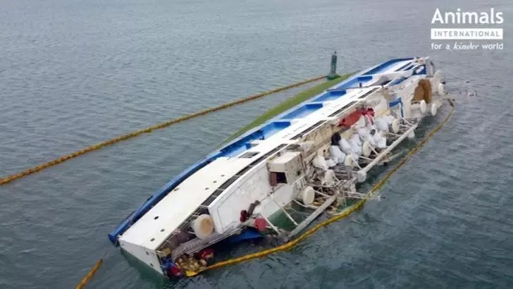 DEZASTRU ecologic - Ce s-a întâmplat cu oile moarte de pe nava Queen Hind, scufundată în Portul Midia în 2019. Descoperire ȘOCANTĂ a procurorilor