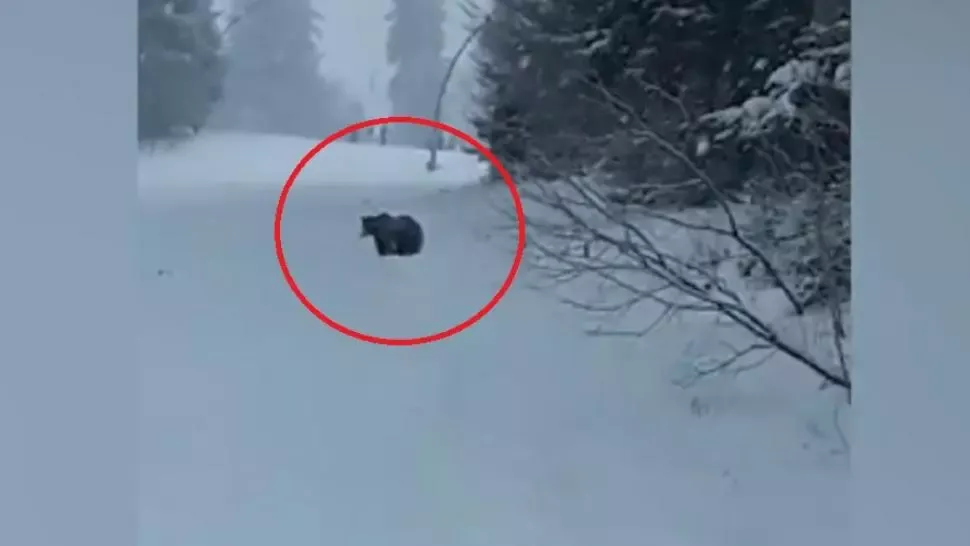 VIDEO - Schior alergat de un urs, pe pârtie la Predeal - Animalul a fost îndepărtat de jandarmi