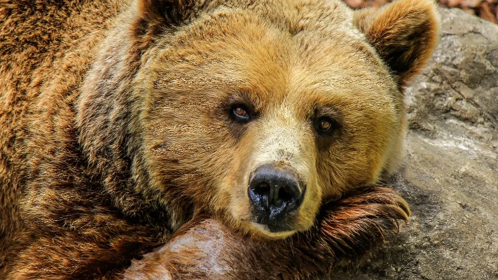 Urșii înfometați, ademeniți de turiștii iresponsabili. Avertismentul autorităților