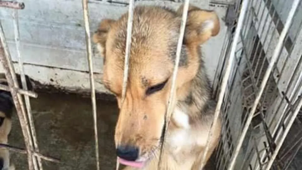 Adăpostul Odăi pentru câini din Sectorul 1 - ÎNCHIS după ce toate animalele vor fi adoptate