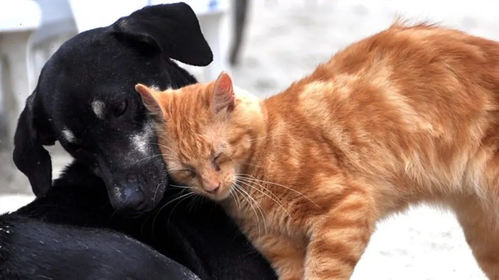 Varianta britanică a SARS-COV-2 poate conduce la probleme cardiace la animale
