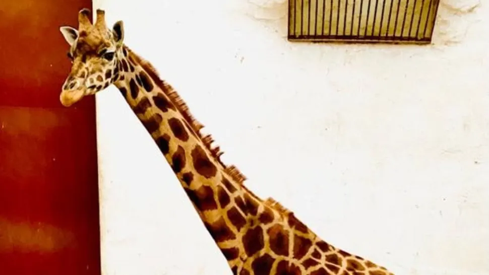 Singura girafă care putea fi admirată în România a murit. Gina trăia la Grădina zoologică din Târgu Mureș 
