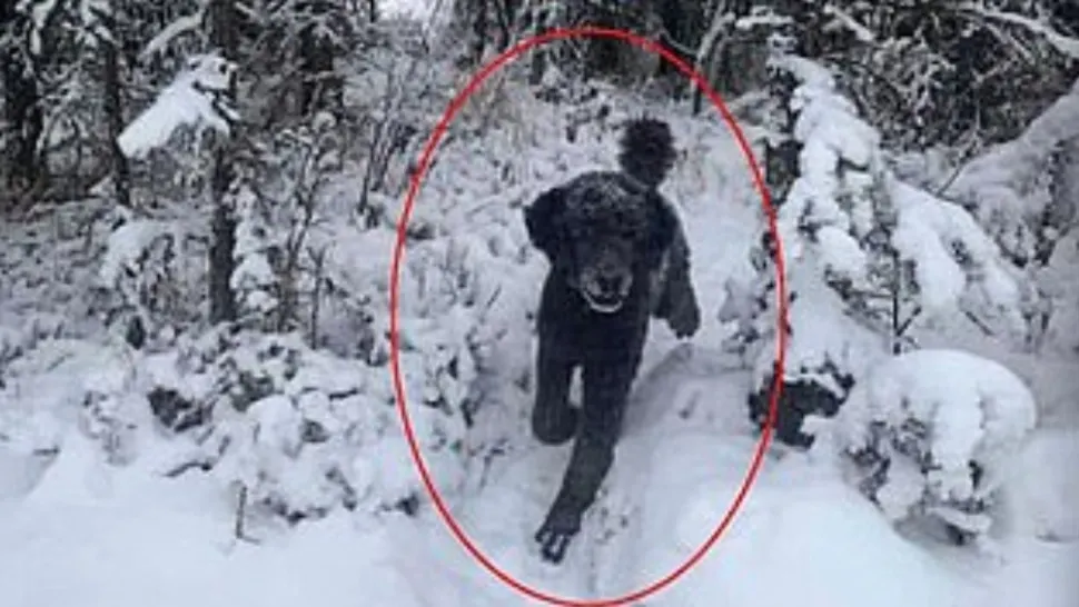 ILUZIA OPTICĂ de iarnă care a șocat: tu ce vezi în imagine, un câine sau un bărbat? Puțini ghicesc răspunsul corect!