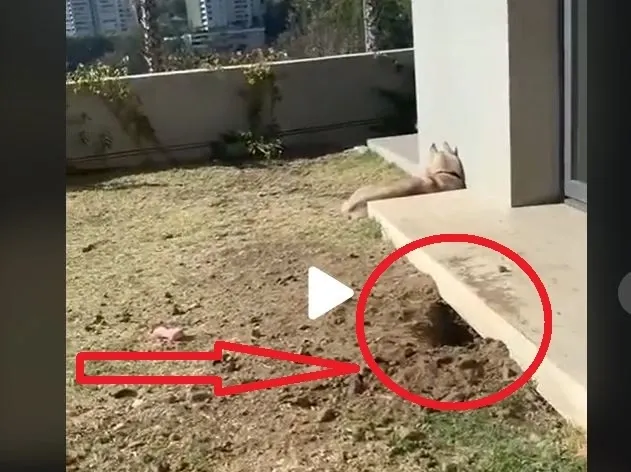 VIDEO – Aparuse o gaura sub casa si se auzeau zgomote ciudate. Proprietarul a inceput sa filmeze si deodata a iesit ceva din interior