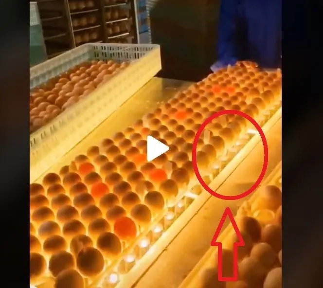 VIDEO – Imagini scăpate din fabrica de ouă – Procedura ciudată prin care sunt selectate