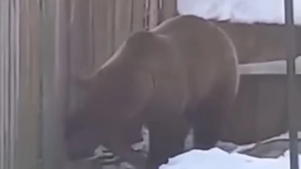 VIDEO Alertă la Azuga, urșii au dat iama prin gospodării, în cautare de hrană