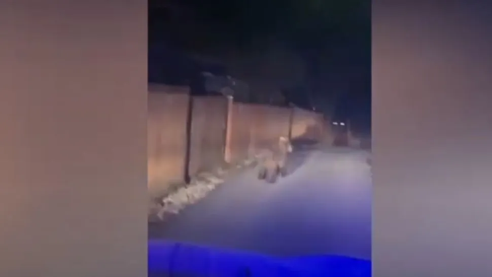 VIDEO | Un urs s-a plimbat noaptea trecută prin gospodăriile din Ditrău, Harghita