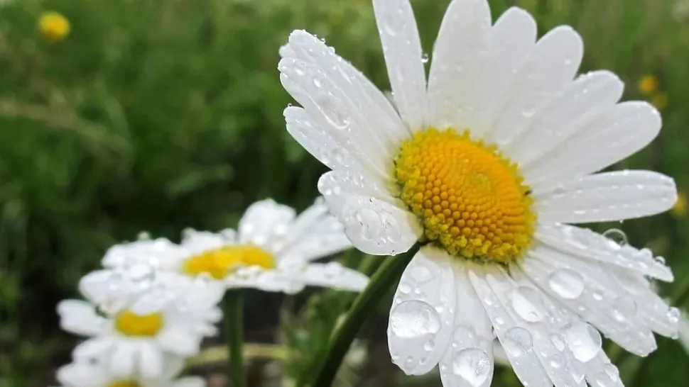 Prognoza meteo de Florii: 3 zile de răcire accentuată. Cum va fi vremea în Capitală