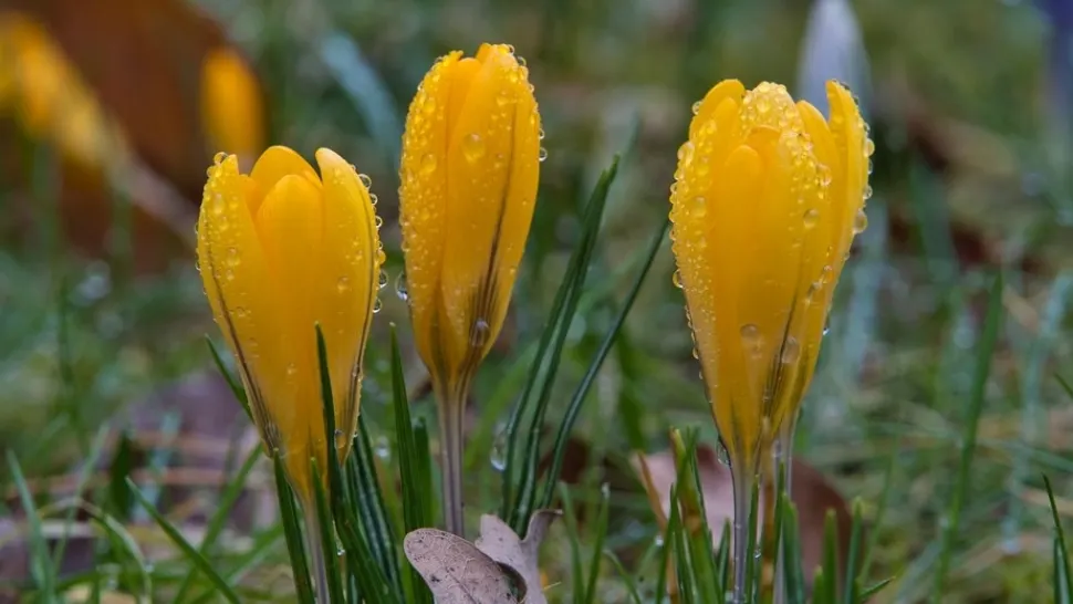 Prognoza meteo 14 aprilie. Vremea se răcește accentuat: ploi, vânt puternic. Unde se întorc ninsorile