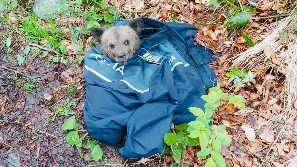 Pui de urs, rănit și abandonat, salvat de polițiștii sibieni