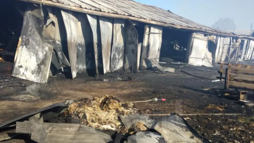 FOTO Tragedie într-o fermă din județul Suceava, zeci de vite au murit arse de vii