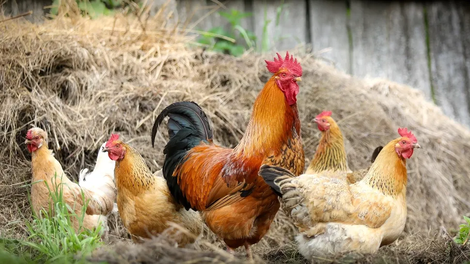 220.000 de păsări cu gripă AVIARĂ, ucise în România! Efectele dezastruoase: Risc de FOAMETE