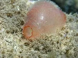 Descoperire uluitoare! Un animal marin își poate regenera toate organele