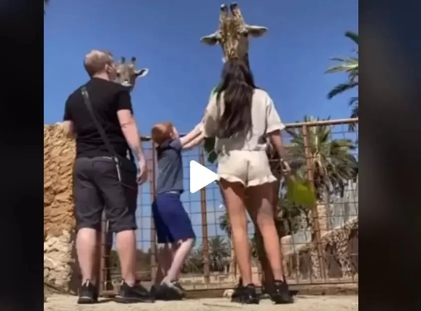 VIDEO – Veniseră să viziteze ZOO, însă au avut parte de surpriză vieții lor – Ce le-a făcut girafă