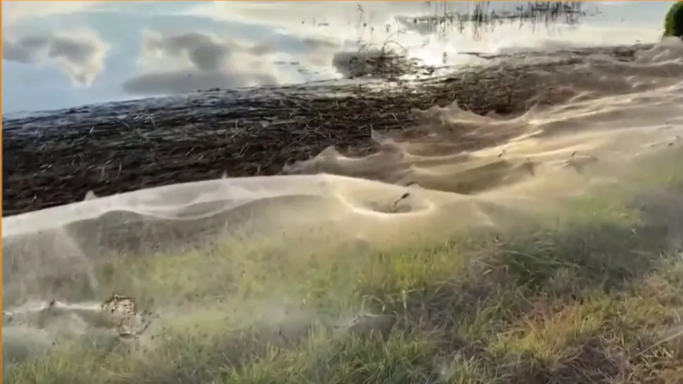 VIDEO | Imagini spectaculoase: pânze de păianjen URIAȘE, de peste 1 kilometru, în Australia