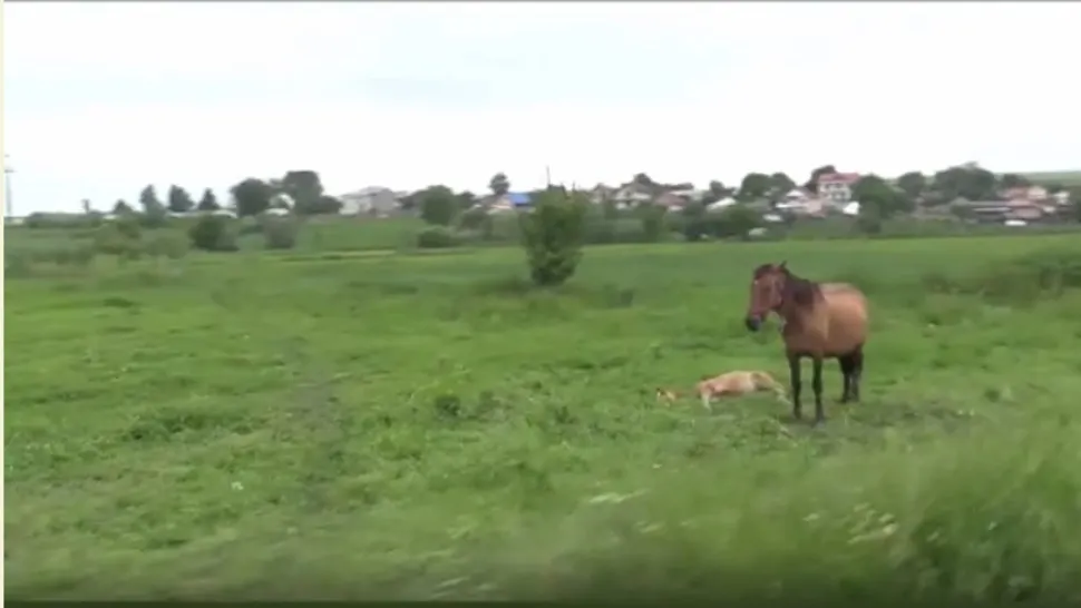 Cruzime fără margini - Doi bărbați, reținuți după și-au omorât în bătaie calul. Motivul este HALUCINANT