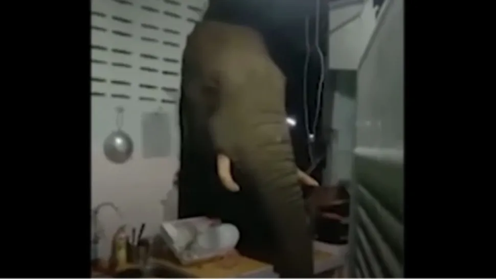 VIDEO | Un elefant, oaspete nepoftit la masă