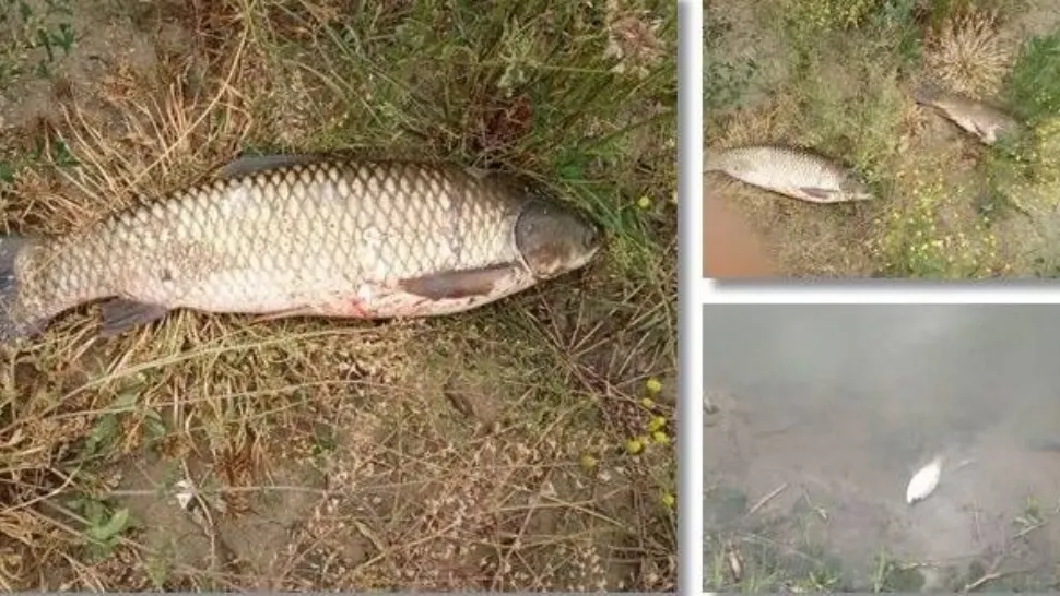 Dezastru ecologic, pe Râul Bega: SUTE de pești MORȚI