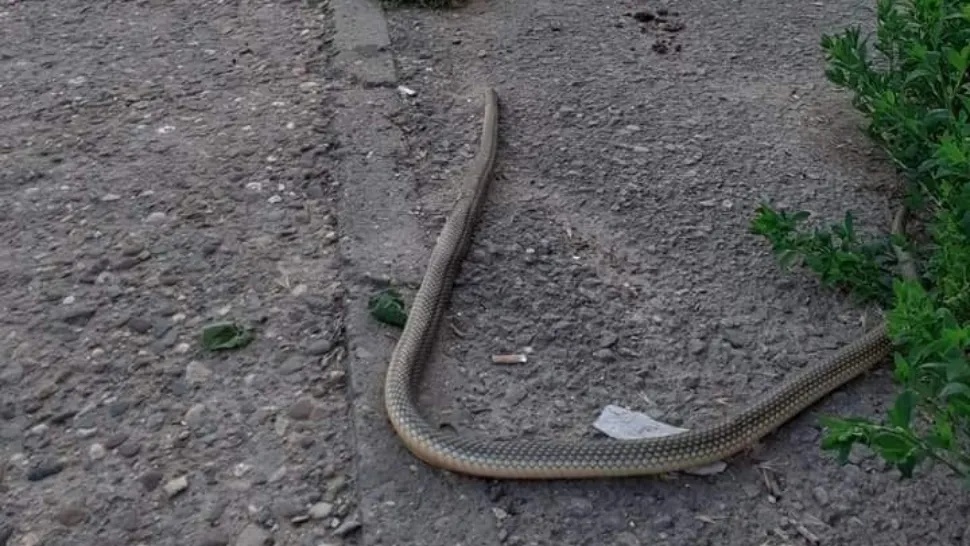 FOTO | Șerpi uriași pe străzile din Constanța și Mehedinți