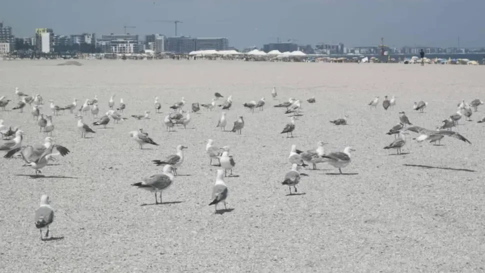 Primarul Vergil Chițac, mesaj pentru turiștii care critică plajele lărgite din Mamaia: „S-au inventat papucii” - FOTO