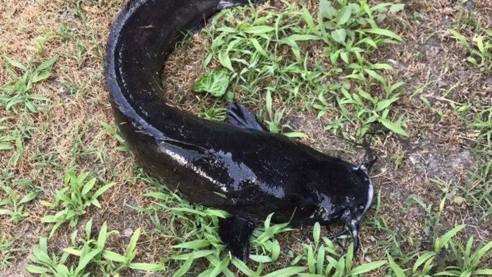 ALERTĂ în Delta Dunării! O specie invazivă de pește a fost descoperită. Oficial: "Nu e de joacă. Practic, mănâncă TOT"