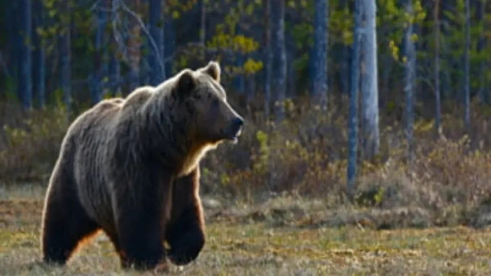 Animalele dintr-o gospodărie nemțeană, atacate de urs. S-a emis mesaj Ro-Alert