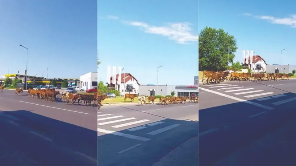 Imagini incredibile, în Pitești! Zeci de VACI, surprinse la plimbare pe șosea. Cum au reacționat șoferii 