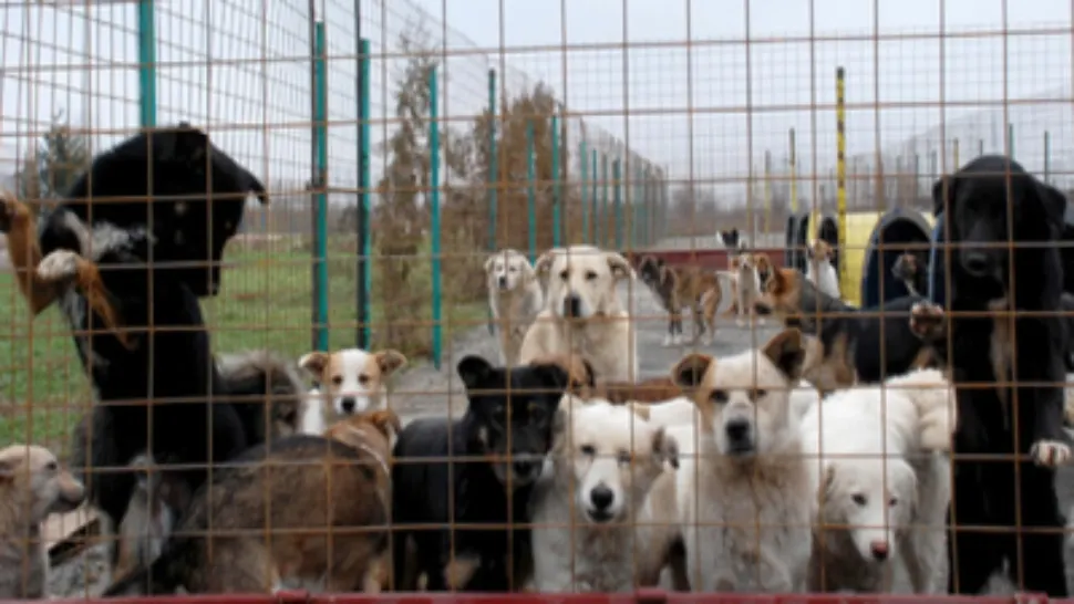Percheziții la cel mai mare adăpost de animale din județul Giurgiu. Ce au descoperit polițiștii