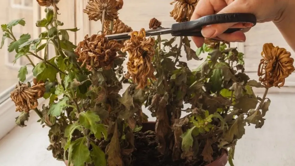 Truc genial: ce să pui în ghiveci dacă florile s-au ofilit. Își revin pe loc 