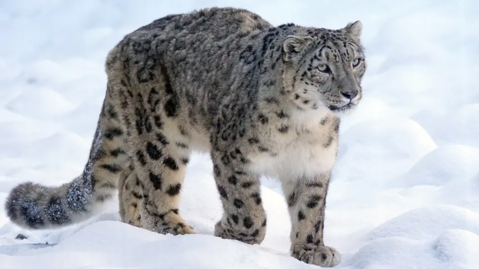 Alertă la o grădină zoologică din San Diego. Un leopard al zăpezii, confirmat cu COVID-19