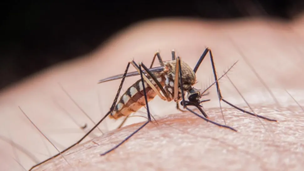 Alertă Sanitară: 9 decese și 73 de Infecții cu Virusul West Nile din 3 iunie. Unde s-au înregistrat cele mai multe cazuri