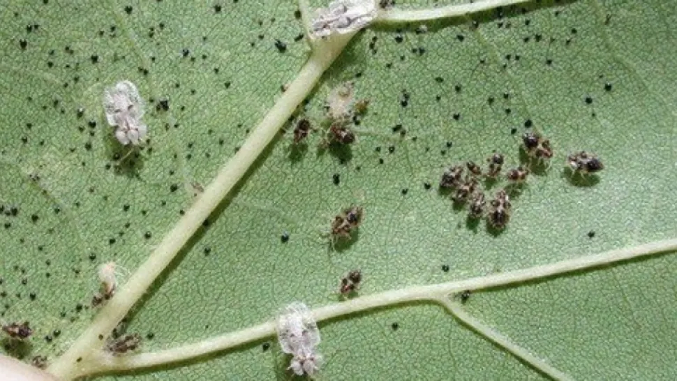 Cum a apărut „tigrul platanului” în România și de ce este imun la substanțele chimice pentru insecte